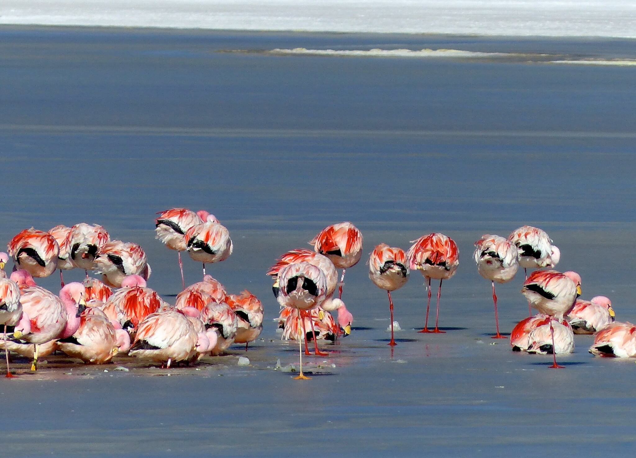 tour flamencos san pedro de atacama